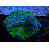 WYSIWYG Euphyllia ancora (Mariculture acclimaté sous LED) 18A1 (Skeleton 5.5 cm/Open 7 cm)