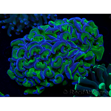 WYSIWYG Euphyllia ancora(Mariculture acclimaté sous LED) 10 (Skeleton 7 cm/Open 11 cm)