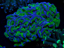 WYSIWYG Euphyllia ancora (Marikultur, akklimatisiert unter LED) 10 (Skelett 7 cm/Geöffnet 11 cm)