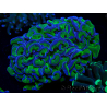 WYSIWYG Euphyllia ancora (Maricultured acclimated under LED) 10 (Skeleton 7 cm/Open 11 cm)