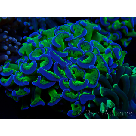 WYSIWYG Euphyllia ancora(Mariculture acclimaté sous LED) 11 (Skeleton 7 cm/Open 12 cm)