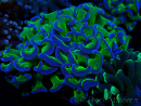 WYSIWYG Euphyllia ancora (Mariculture acclimated under LED) 11 (Skeleton 7 cm/Open 12 cm)