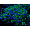 WYSIWYG Euphyllia ancora (Mariculture acclimaté sous LED) 18A3 (Skeleton 5 cm/Open 6.5 cm)