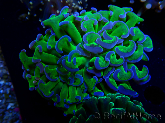 WYSIWYG Euphyllia ancora (Maricultura acclimatata sotto LED) 12 (Scheletro 8 cm/Aperto 11 cm)