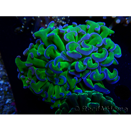WYSIWYG Euphyllia ancora(Mariculture acclimaté sous LED) 12 (Skeleton 8 cm/Open 11 cm)