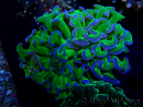 WYSIWYG Euphyllia ancora(Mariculture acclimaté sous LED) 12 (Skeleton 8 cm/Open 11 cm)