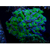 WYSIWYG Euphyllia ancora (Mariculture acclimated under LED) 12 (Skeleton 8 cm/Open 11 cm)