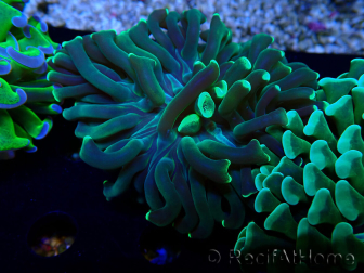 WYSIWYG Euphyllia ancora(Mariculture acclimaté sous LED) 13 (Skeleton 5 cm/Open 10 cm)