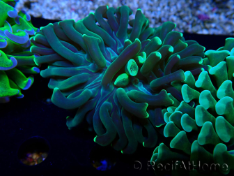WYSIWYG Euphyllia ancora (Mariculture acclimated under LED) 13 (Skeleton 5 cm/Open 10 cm)