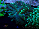WYSIWYG Euphyllia ancora(Mariculture acclimaté sous LED) 13 (Skeleton 5 cm/Open 10 cm)