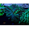 WYSIWYG Euphyllia ancora (Mariculture acclimaté sous LED) 18A5 (Skeleton 5 cm/Open 7 cm)