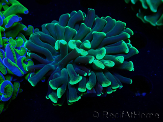 WYSIWYG Euphyllia ancora(Mariculture acclimaté sous LED) 15 (Skeleton 5 cm/Open 10 cm)