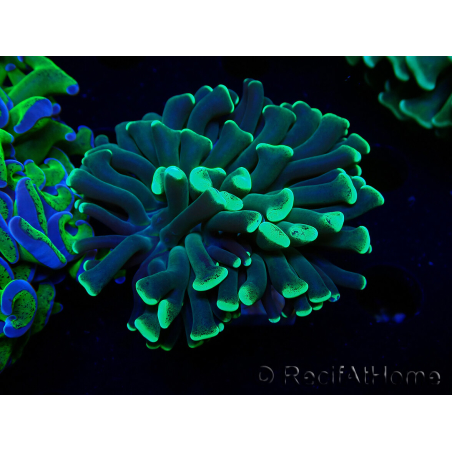 WYSIWYG Euphyllia ancora(Mariculture acclimaté sous LED) 15 (Skeleton 5 cm/Open 10 cm)
