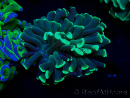 WYSIWYG Euphyllia ancora (Mariculture acclimaté sous LED) 18B1 (Skeleton 4.5 cm/Open 6 cm)