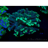 WYSIWYG Euphyllia ancora (Marikultur, akklimatisiert unter LED) 15 (Skelett 5 cm/Geöffnet 10 cm)
