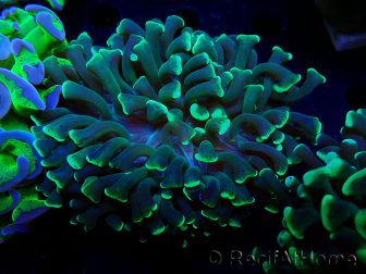 WYSIWYG Euphyllia ancora (Maricoltura acclimatata sotto LED) 16 (Scheletro 5 cm/Aperto 9 cm)