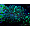 WYSIWYG Euphyllia ancora (Maricultured, acclimated under LED) 16 (Skeleton 5 cm/Open 9 cm)