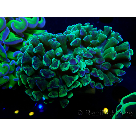 WYSIWYG Euphyllia ancora (Mariculture acclimaté sous LED) 18B5 (Skeleton 3.5 cm/Open 5 cm)