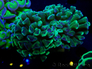 WYSIWYG Euphyllia ancora (Mariculture acclimaté sous LED) 18B5 (Skeleton 3.5 cm/Open 5 cm)