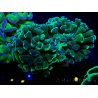 WYSIWYG Euphyllia ancora (Mariculture acclimaté sous LED) 18B5 (Skeleton 3.5 cm/Open 5 cm)