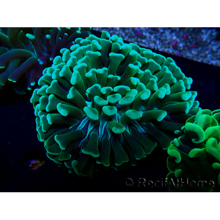 WYSIWYG Euphyllia ancora (Maricultured acclimated under LED) 7 (Skeleton 7 cm/Open 11 cm)