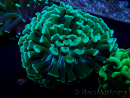 WYSIWYG Euphyllia ancora (Mariculture acclimaté sous LED) 18C4 (Skeleton 4 cm/Open 6 cm)