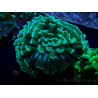 WYSIWYG Euphyllia ancora (Mariculture acclimaté sous LED) 18C4 (Skeleton 4 cm/Open 6 cm)
