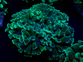 WYSIWYG Euphyllia ancora (Maricultura aclimatada bajo LED) 8 (Esqueleto 6 cm/Abierto 12 cm)