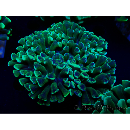 WYSIWYG Euphyllia ancora(Mariculture acclimaté sous LED) 8 (Skeleton 6 cm/Open 12 cm)