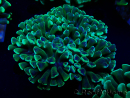 WYSIWYG Euphyllia ancora (Maricultura aclimatada bajo LED) 8 (Esqueleto 6 cm/Abierto 12 cm)