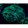 WYSIWYG Euphyllia ancora (Marikultur akklimatisiert unter LED) 8 (Skelett 6 cm/Geöffnet 12 cm)