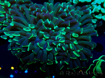 WYSIWYG Euphyllia ancora (Maricoltura acclimatata sotto LED) 9 (Scheletro 6 cm/Aperto 12 cm)