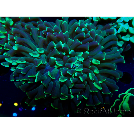 WYSIWYG Euphyllia ancora(Mariculture acclimaté sous LED) 9 (Skeleton 6 cm/Open 12 cm)