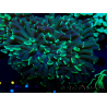 WYSIWYG Euphyllia ancora (Maricultura aclimatada bajo LED) 9 (Esqueleto 6 cm/Abierto 12 cm)