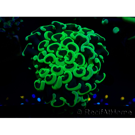 WYSIWYG Euphyllia ancora(Mariculture acclimaté sous LED) 5 (Skeleton 7 cm/Open 11 cm)