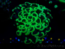 WYSIWYG Euphyllia ancora (Maricultura acclimatata sotto LED) 5 (Scheletro 7 cm/Aperto 11 cm)