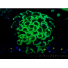 WYSIWYG Euphyllia ancora (Maricultura aclimatada bajo LED) 5 (Esqueleto 7 cm/Abierto 11 cm)