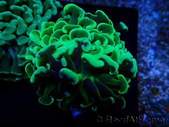 WYSIWYG Euphyllia ancora (Maricultura acclimatata sotto LED) 5 (Scheletro 7 cm/Aperto 11 cm)