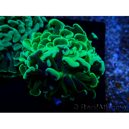 WYSIWYG Euphyllia ancora(Mariculture acclimaté sous LED) 5 (Skeleton 7 cm/Open 11 cm)