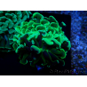 WYSIWYG Euphyllia ancora (Mariculture acclimaté sous LED) 18D6 (Skeleton 4.5 cm/Open 6 cm)