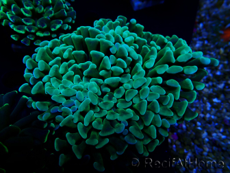 WYSIWYG Euphyllia ancora (Maricultura acclimatata sotto LED) 8 (Scheletro 6 cm / Aperto 12 cm)