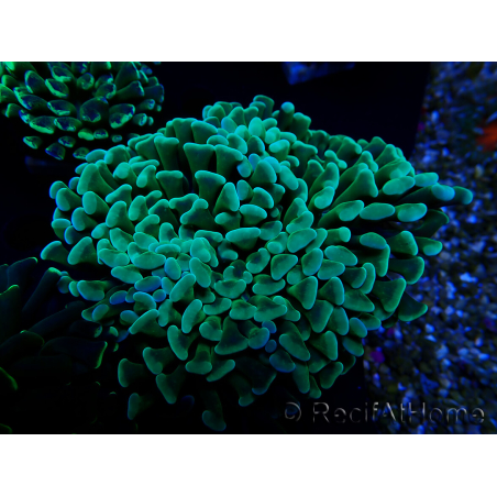 WYSIWYG Euphyllia ancora (Maricultura acclimatata sotto LED) 8 (Scheletro 6 cm / Aperto 12 cm)