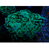 WYSIWYG Euphyllia ancora (Maricultura aclimatada bajo LED) 8 (Esqueleto 6 cm/Abierto 12 cm)