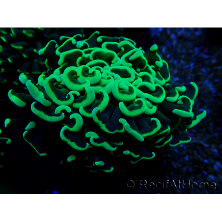 WYSIWYG Euphyllia ancora(Mariculture acclimaté sous LED) 8 (Skeleton 6 cm/Open 12 cm)