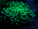 WYSIWYG Euphyllia ancora (Maricultura acclimatata sotto LED) 8 (Scheletro 6 cm / Aperto 12 cm)