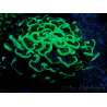 WYSIWYG Euphyllia ancora (Maricultura acclimatata sotto LED) 8 (Scheletro 6 cm / Aperto 12 cm)