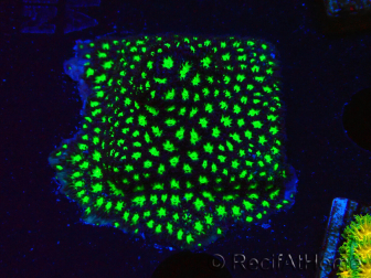 WYSIWYG - RAH Leptastrea Glowworm 3A2