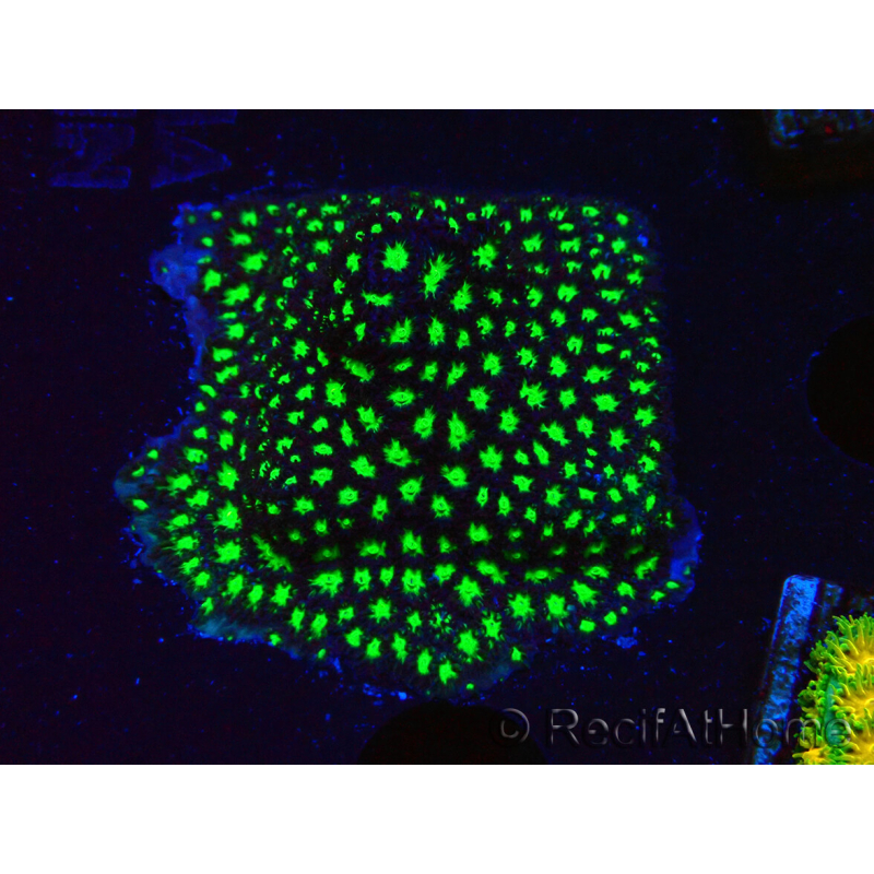 WYSIWYG - RAH Leptastrea Glowworm