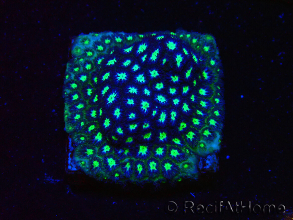 WYSIWYG - RAH Leptastrea Aurora Borealis