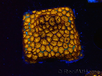 WYSIWYG - RAH Leptastrea Gold 3A6